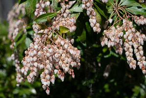 Pieris japonica (Japanese andromeda, lily-of-the-valley bush, Japanese pieris)