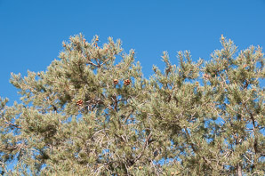 Pinus monophylla (singleleaf piñon, pinyon pine, single-leaf pinyon pine, single-leaf piñon pine, singleleaf pinyon)