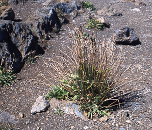 Plantago lanceolata (English plantain, ribwort plantain, narrowleaf plantain)