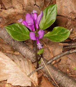 Polygala paucifolia (fringed polygala, gaywings, fringed milkwort)