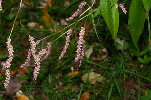 Polygonum lapathifolium (nodding smartweed, pale smartweed, dock-leaved smartweed, curlytop knotweed)