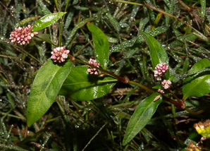 Polygonum persicaria (lady’s thumb, persicaria, redleg, spotted ladysthumb, Adam’s plaster, lily of the valley)