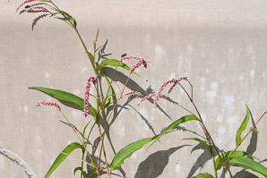 Polygonum persicaria (lady’s thumb, persicaria, redleg, spotted ladysthumb, Adam’s plaster, lily of the valley)