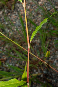 Polygonum persicaria (lady’s thumb, persicaria, redleg, spotted ladysthumb, Adam’s plaster, lily of the valley)