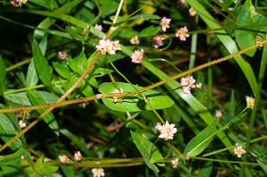 Polygonum sagittatum (arrow tearthumb, arrowleaf tearthumb)