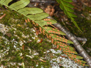 Polypodium virginianum (common polypody, rock polypody, rock cap fern)