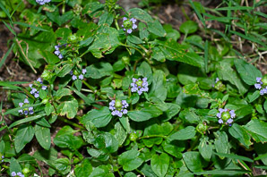 Prunella vulgaris (common selfheal, heal-all, heart-of-the-earth, healall)