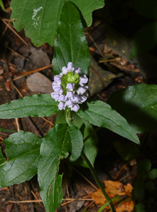 Prunella vulgaris (common selfheal, heal-all, heart-of-the-earth, healall)