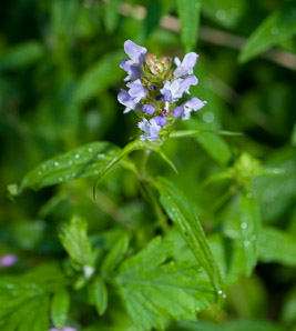 Prunella vulgaris (common selfheal, heal-all, heart-of-the-earth, healall)