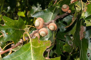 Quercus rubra (northern red oak, champion oak, red oak)