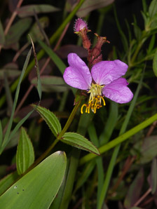 Rhexia virginica (pale meadow beauty, Virginia meadow beauty, handsome harry, wing-stem meadow-pitchers)