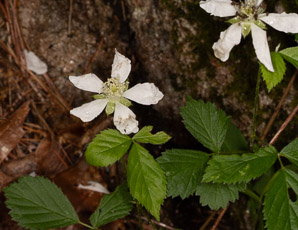 Rubus hispidus (swamp dewberry, bristly blackberry, bristly dewberry)
