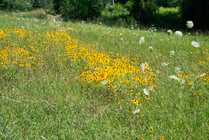 Rudbeckia hirta (black-eyed Susan, blackeyed Susan)