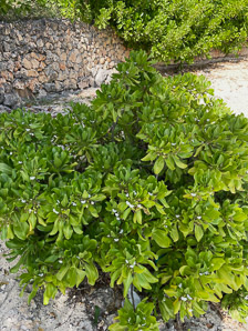 Scaevola sericea (naupaka kahakai, beach cabbage, sea lettuce, beach naupaka, naupaka)