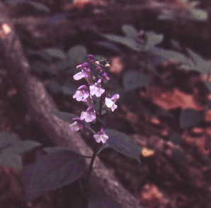 Scutellaria serrata (Allegheny skullcap, showy skullcap)