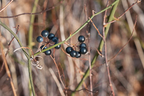 Smilax rotundifolia (common greenbrier, roundleaf greenbrier)