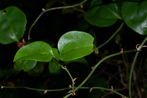 Smilax rotundifolia (common greenbrier, roundleaf greenbrier)