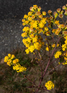 Solidago puberula (downy goldenrod)