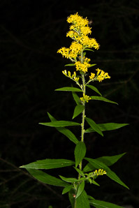 Solidago rugosa (rough-stemmed goldenrod, wrinkleleaf goldenrod)