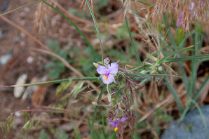 Tradescantia pinetorum (pine spiderwort, pinewoods spiderwort)