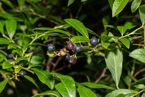 Vaccinium uliginosum (bog huckleberry, bog bilberry, northern bilberry, bog blueberry, alpine blueberry)