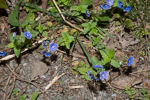 Veronica persica (Persian speedwell, birdeye speedwell)