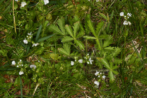 Veronica serpyllifolia (thyme-leaved speedwell, thymeleaf speedwell)