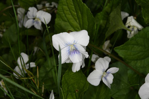 Viola blanda (sweet white violet)