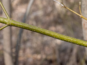 Acer pensylvanicum (moose maple, striped maple, moosewood)