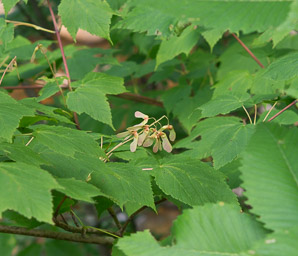 Acer pensylvanicum (striped maple, moosewood, moose maple)