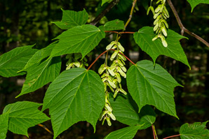 Acer pensylvanicum (moose maple, striped maple, moosewood)
