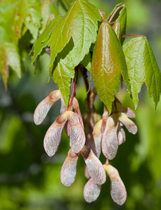 Acer rubrum (red maple, swamp maple, soft maple)