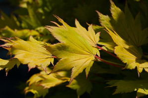 Acer shirasawanum (golden full moon maple)
