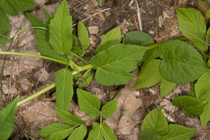 Aegopodium podagraria (ground elder, herb gerard, bishop’s weed, goutweed, gout wort, snow-in-the-mountain, English masterwort, wild masterwort, bishop’s goutweed)