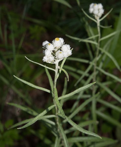 Anaphalis margaritacea (pearly everlasting, western pearly everlasting)
