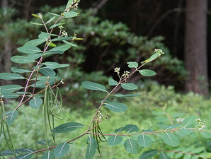 Apocynum cannabinum (dogbane, amy root, hemp dogbane, prairie dogbane, Indian hemp, rheumatism root, wild cotton)