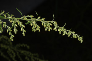 Artemisia vulgaris (wormwood, mugwort, common mugwort, common wormwood)