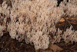 Artomyces pyxidatus (crown coral)