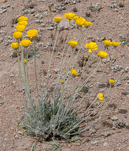 Baileya multiradiata (desert marigold)