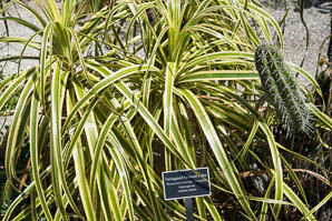 Beaucarnea recurvata (variegated ponytail palm)