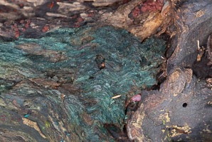 Chlorociboria aeruginascens (blue stain fungus, green elfcup, green wood cup, blue)
