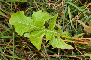 Cichorium intybus (chicory)