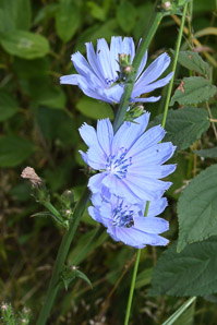 Cichorium intybus (chicory)