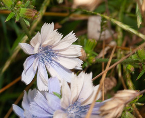 Cichorium intybus (chicory)