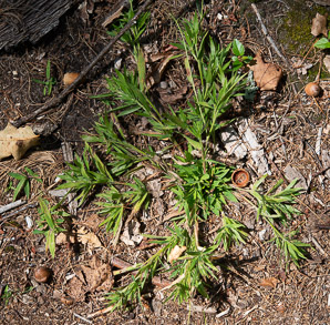Dichanthelium acuminatum (woolly panicum, tapered rosette grass)