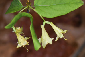 Dirca palustris (Eastern leatherwood, leatherwood)