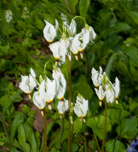 Dodecatheon pulchellum (shooting star, darkthroat shooting star, few-flower shooting star, western shooting star, darkthroat shootingstar)