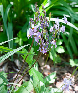 Dodecatheon pulchellum (shooting star, darkthroat shooting star, few-flower shooting star, western shooting star, darkthroat shootingstar)