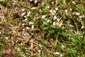 Draba verna (spring draba, spring whitlow-mustard, spring Whitlow-grass)