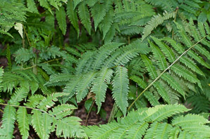 Dryopteris goldieana (Goldie’s wood fern, Goldie’s woodfern)
